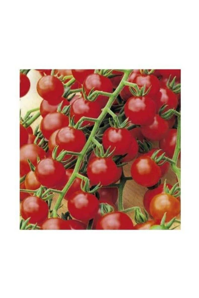 Muka Botanik Bezelye Domatesi Tohumu 10 Adet Domates Tohumu ürün görseli