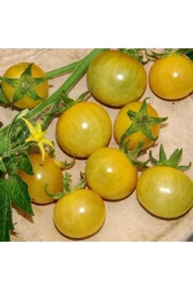 Muka Botanik 20 Adet White Currant Domates Tohumu ürün görseli