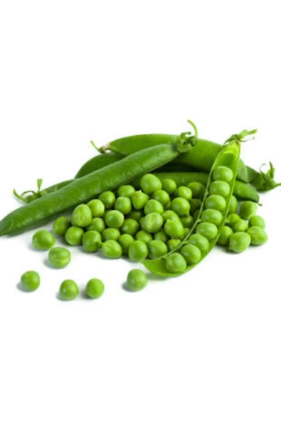 Muka Botanik Bezelye Tohumu Ekim Seti - Resim 5