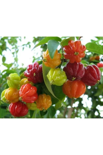 Muka Botanik 10 Adet 5 Renk Kore Biberi ürün görseli