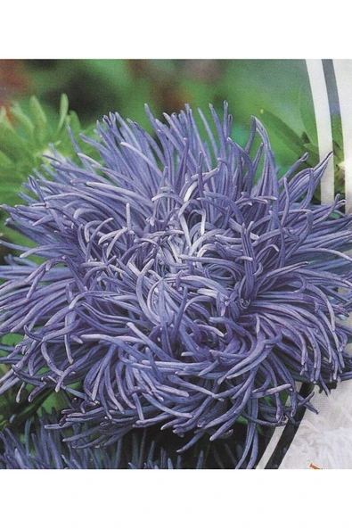 Muka Botanik 10 Adet Natural Aster Angora Tohumu - Resim 4