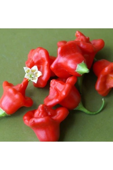 Muka Botanik Nadir Ithal Kırmızı Gül Biberi Tohumu Ekim Seti 10 Tohum Biber Tohumu Saksı Toprak Kombin - Resim 4