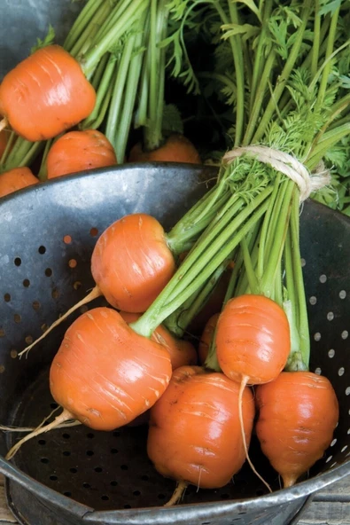 Muka Botanik Yerli Topak Havuç Tohumu / 40 Adet Havuç Tohumu - Resim 4