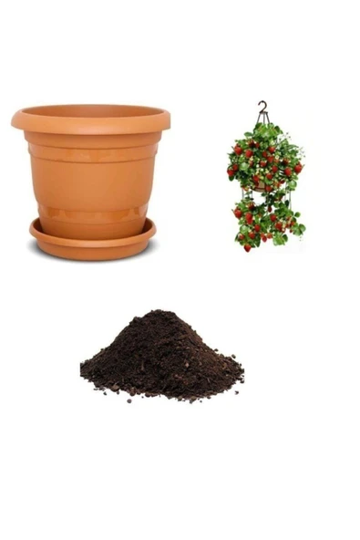 Muka Botanik Ithal Nadir Yediveren Saksılık Çilek Tohumu Ekim Seti ürün görseli