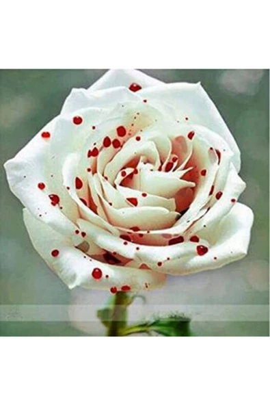 Muka Botanik 5 Adet Redspotwhite Gül Tohumu ürün görseli