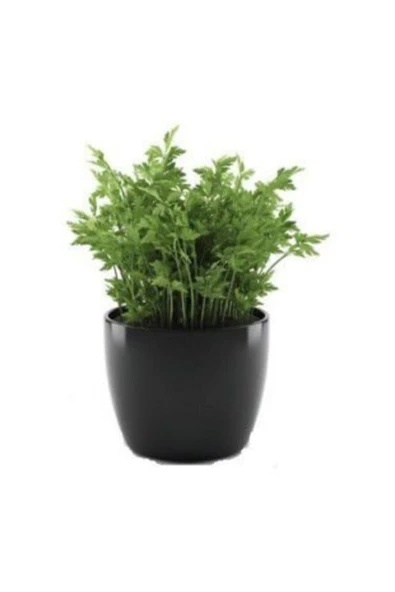 Muka Botanik Geniş Yaprak Italyan Maydonoz Tohumu Ekim Seti - Resim 2