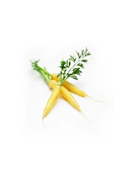 Muka Botanik Eko Paket 50 Adet Tohum Nadir Ithal Sarı Havuç Tohumu - Resim 2