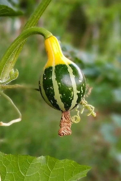 Muka Botanik Sarı Yeşil Süs Kabağı Tohumu / 5 Adet Tohum - Resim 3