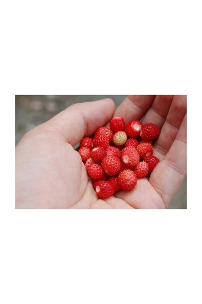 Muka Botanik Yayılıcı Dağ Çileği Tohumu 10 Adet Tohum Yabani Çilek Tohumu ürün görseli