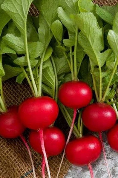 Muka Botanik Yerli Fındık Turp Tohumu / 40 Adet Turp Tohumu - Resim 2