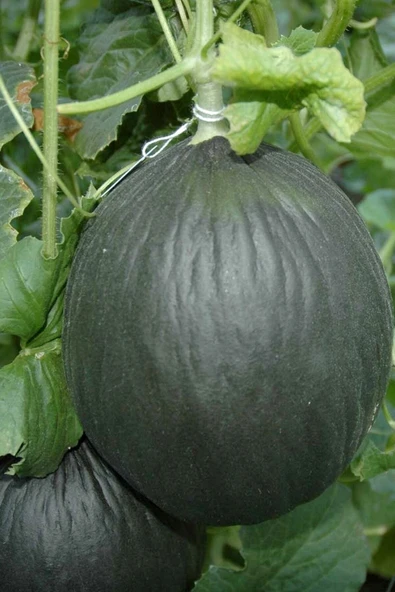 Muka Botanik Hasan Bey Kışlık Siyah Kavun Tohumu / 5+ Adet Tohum ürün görseli