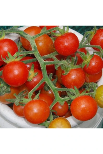 Muka Botanik Hawaiian Currant Domates Tohumu ürün görseli