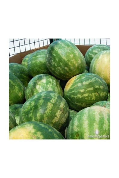Muka Botanik Agrobazaar Allsweet Karpuz 10+ Tohum ürün görseli