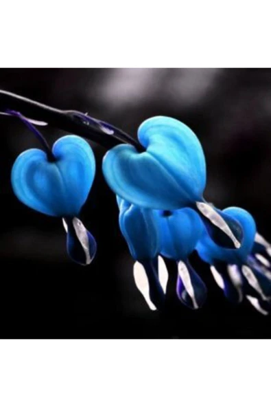 Muka Botanik Ithal Mavi Dicentra Çiçeği Tohumu Ekim Seti - Resim 2