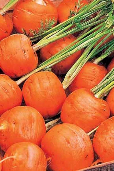 Muka Botanik Yerli Topak Havuç Tohumu / 40 Adet Havuç Tohumu - Resim 5