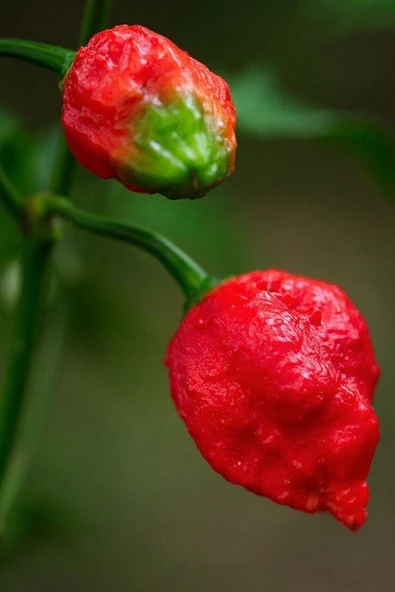 Muka Botanik Dünyanın En Acısı Trinidad Scorpion Biber Tohumu / 20 Adet Tohum - Resim 3