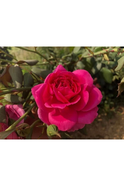 Muka Botanik 10 Adet Mix Clımbıng Rose Rosa Bush Tohumu - Resim 2