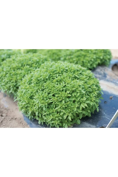 Muka Botanik 100 Adet Dev Top Reyhan/fesleğen Tohumu ürün görseli