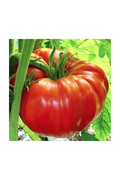 Muka Botanik Kırmızı Beefsteak Domates 15 Tohum ürün görseli