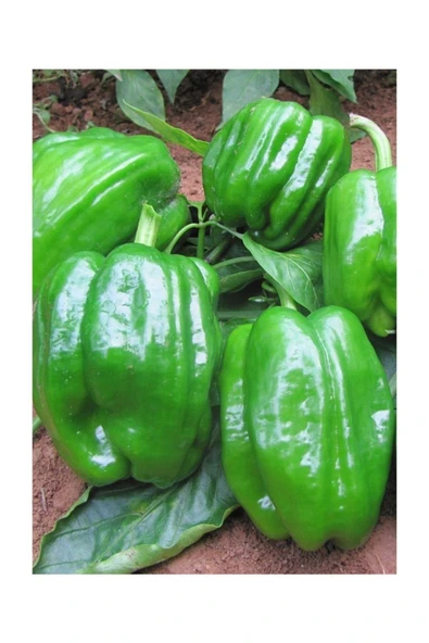 Muka Botanik Meşhur Antep Acı Dolmalık Biber Tohumu 40 Adet Dolmalık Biberi Tohumu - Resim 2