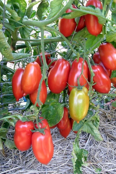 Muka Botanik San Marzano Domates Tohumu / 10+ Adet Tohum - Resim 2