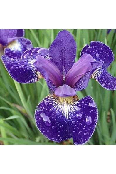 Muka Botanik Iris Blue Riband Çiçek Tohumu ürün görseli