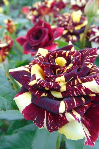 Muka Botanik 5 Adet Abracadabra Gül Tohumu ürün görseli