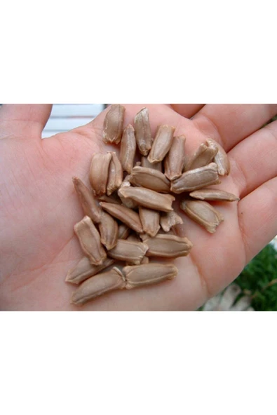 Muka Botanik Nadir Su Kabağı Tohumu 6 Adet Tohum Süs Kabağı Tohumu - Resim 4