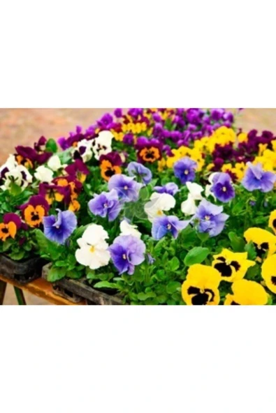 Muka Botanik Karışık Hercai Menekşe Çiçeği Tohumu Ekim Seti - Resim 4