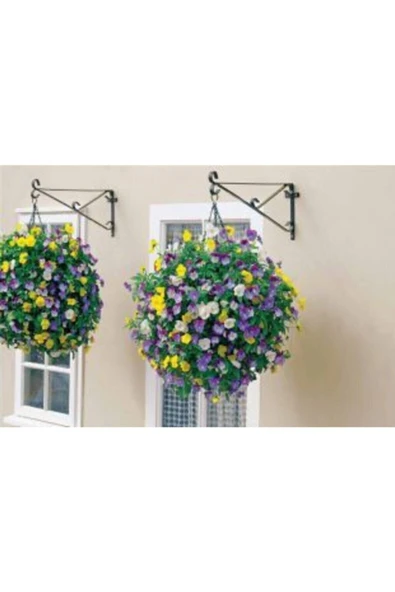 Muka Botanik Ithal Karışık Viola Pensiero Çiçeği Tohumu Ekim Seti - Resim 5