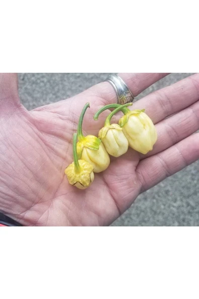 Muka Botanik 20 Adet White Biber Tohumu - Resim 2