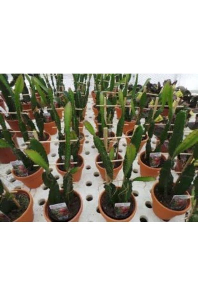 Muka Botanik Tropikal Kırmızı Ejder Meyvesi Tohumu Ekim Seti - Resim 4