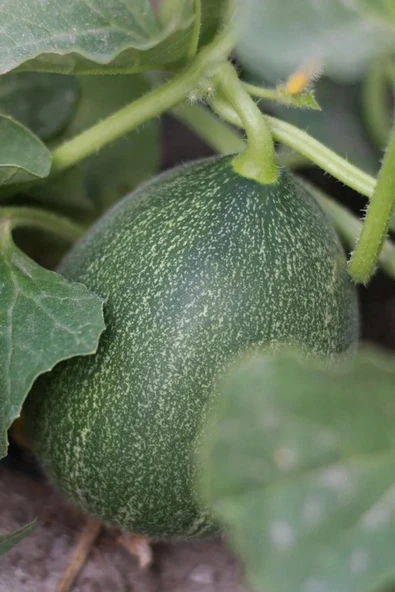 Muka Botanik Hasan Bey Kışlık Siyah Kavun Tohumu / 5+ Adet Tohum - Resim 2