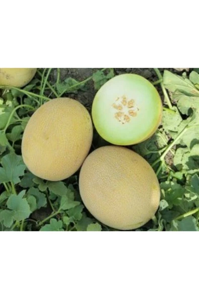 Muka Botanik Ananas Kavun Tohumu Ekim Seti - Resim 4