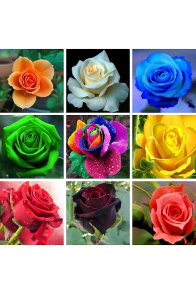 Muka Botanik 9 Çeşit 18 Adet Karışık Gül Tohumu Paketi ürün görseli