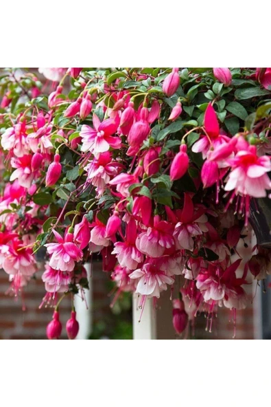 Muka Botanik Küpe Çiçeği Tohumu Pembe 10 12 Adet