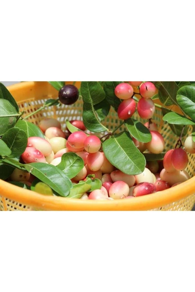 Muka Botanik 10 Adet Hint Kirazı Tohumu ürün görseli