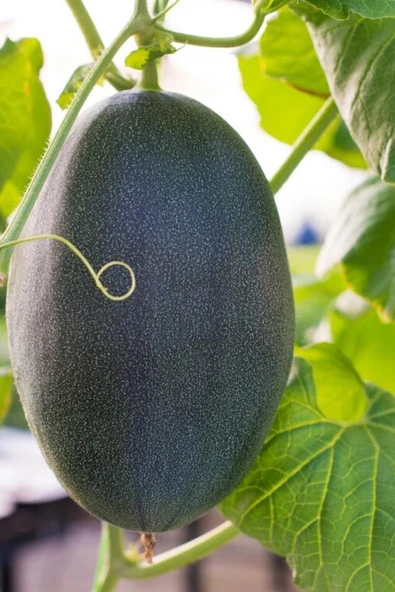 Muka Botanik Hasan Bey Kışlık Siyah Kavun Tohumu / 5+ Adet Tohum - Resim 3
