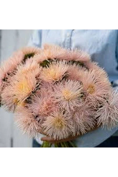 Muka Botanik 10 Adet Natural Needle Aster Brunhilda Heirloom Tohumu ürün görseli