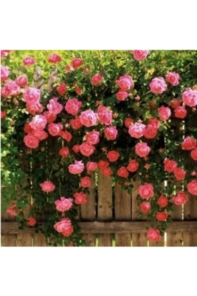 Muka Botanik 5 Adet Pembe Sarmaşık Gül Tohumu ürün görseli