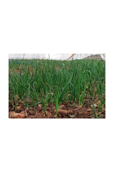 Muka Botanik Taze Firik Yeşil Soğan Tohumu 100 Adet Tohum - Resim 3