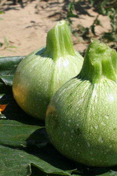 Muka Botanik Beyaz Topak Kabak Tohumu / 5+ Adet Tohum - Resim 5