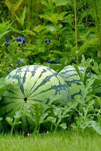 Muka Botanik Sarı Karpuz Tohumu 30 Adet - Resim 2