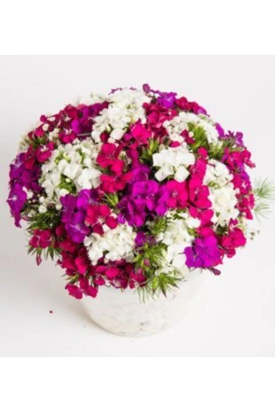 Muka Botanik Karışık Hüsnü Yusuf Çiçeği Tohumu Ekim Seti - Resim 2