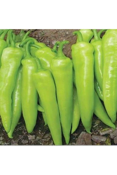 Muka Botanik 10 Adet Acı Çarliston Biber Tohumu ürün görseli