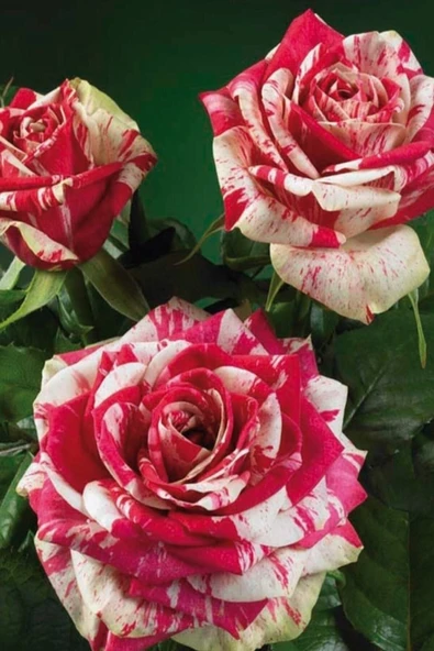 Muka Botanik 5 Adet Harlequin Gül Tohumu ürün görseli