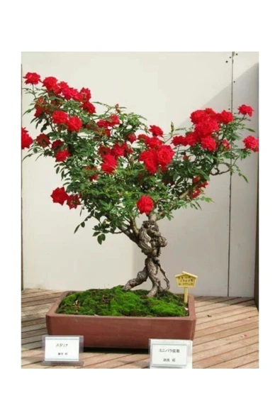 Muka Botanik Bodur Kırmızı Gül Bonzai Ağacı Tohumu 5 Adet Tohum Bonsai Ağacı Tohumu - Resim 2