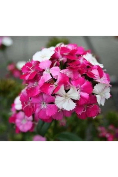 Muka Botanik Karışık Hüsnü Yusuf Çiçeği Tohumu Ekim Seti - Resim 3