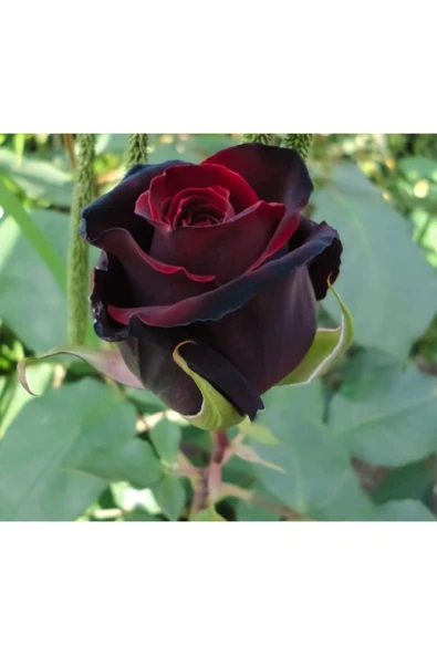 Muka Botanik 5 Adet Siyah Kırmızı Gül Tohumu ürün görseli