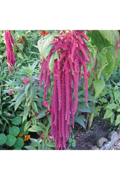 Muka Botanik Amaranthus Caudatus 'red Garnet' Çiçek Tohumu ürün görseli